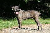 CANE CORSO 1025
